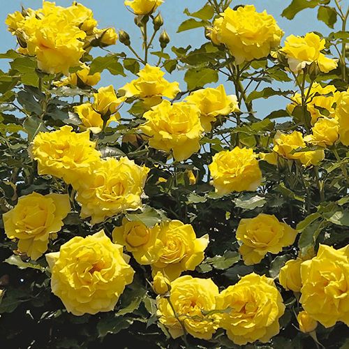 Félig telt virágú - Rózsa - Dune® - Online rózsa vásárlás
